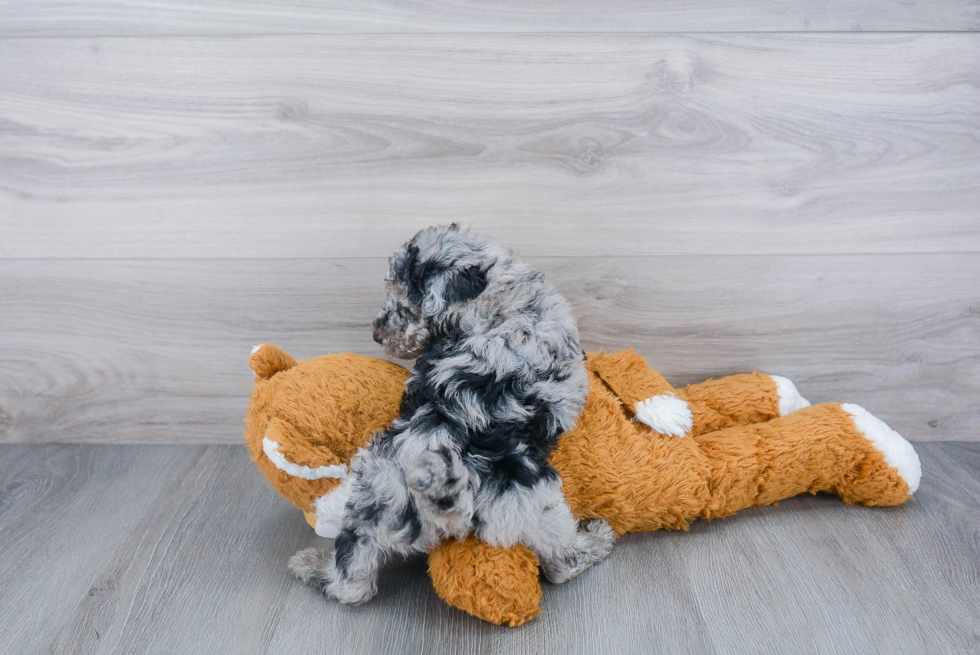 Playful Sheep Dog Poodle Mix Puppy