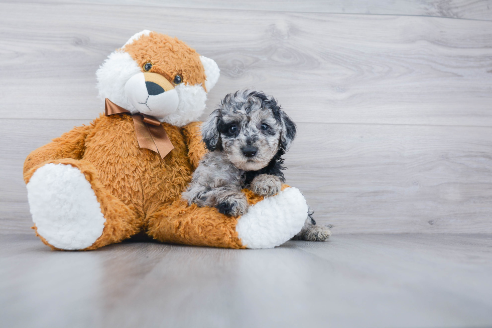 Happy Mini Sheepadoodle Baby