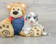 5 week old Mini Sheepadoodle Puppy For Sale - Premier Pups