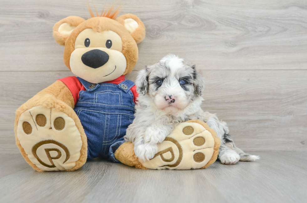 5 week old Mini Sheepadoodle Puppy For Sale - Premier Pups