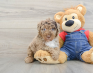 8 week old Mini Sheepadoodle Puppy For Sale - Premier Pups