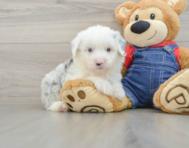 6 week old Mini Sheepadoodle Puppy For Sale - Premier Pups