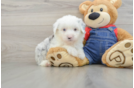 Energetic Mini Sheepapoo Poodle Mix Puppy