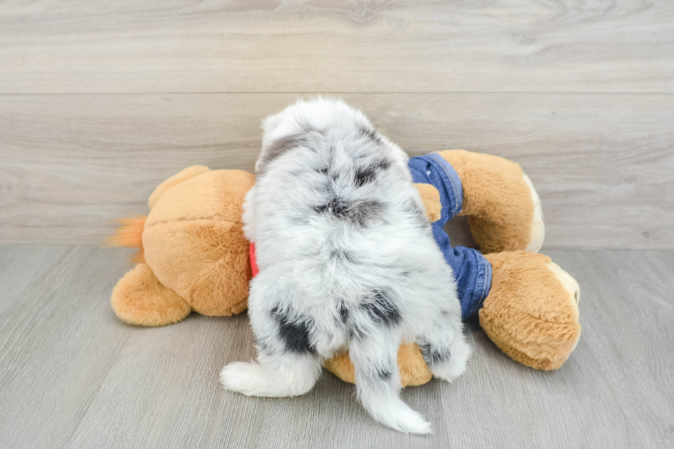 Mini Sheepadoodle Puppy for Adoption