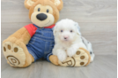Energetic Mini Sheepapoo Poodle Mix Puppy
