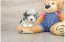 Mini Sheepadoodle Pup Being Cute