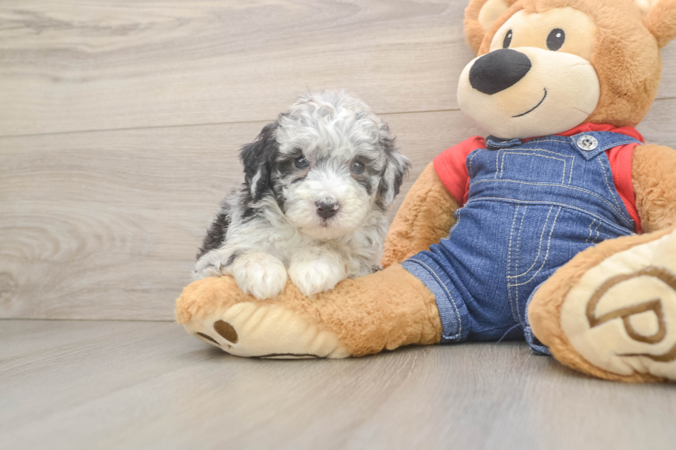 Mini Sheepadoodle Pup Being Cute