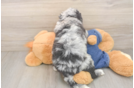 Cute Mini Sheepadoodle Baby