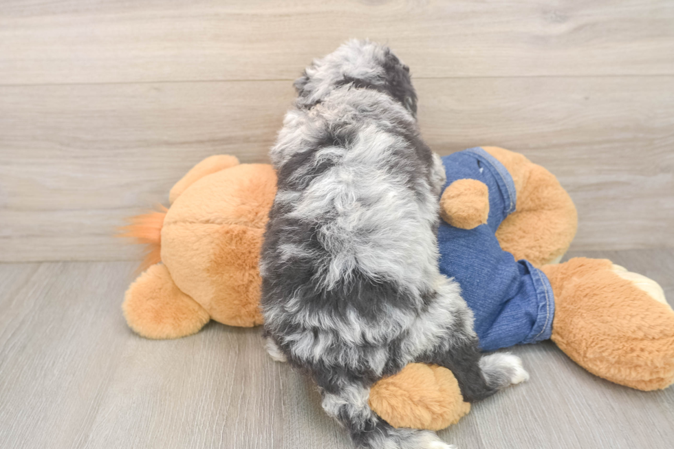 Cute Mini Sheepadoodle Baby