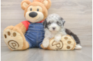 Friendly Mini Sheepadoodle Baby