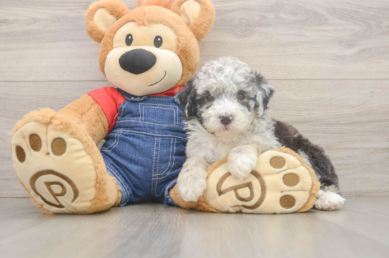 Friendly Mini Sheepadoodle Baby