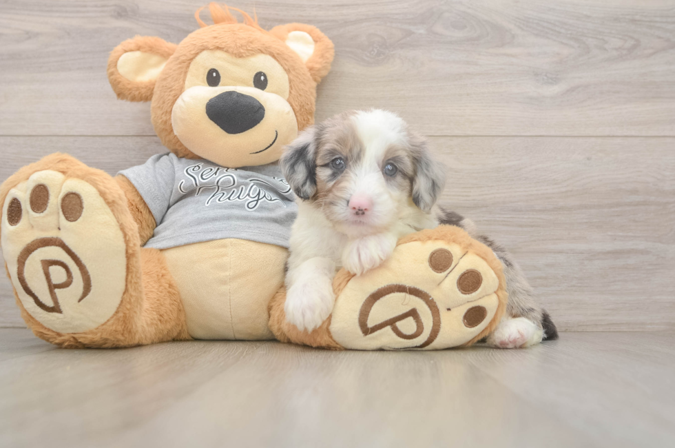 5 week old Mini Sheepadoodle Puppy For Sale - Premier Pups