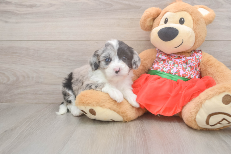 Mini Sheepadoodle Puppy for Adoption