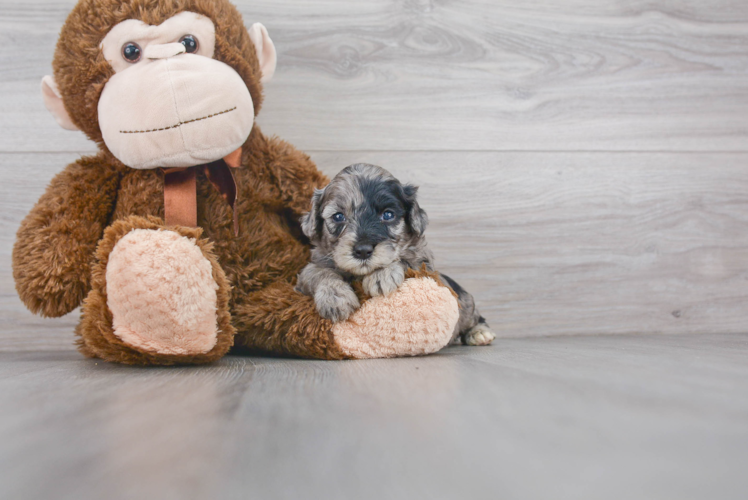 Playful Sheep Dog Poodle Mix Puppy