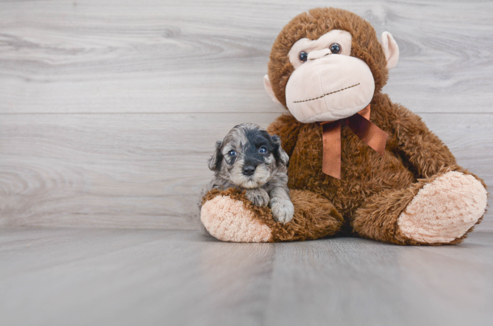 Small Mini Sheepadoodle Baby