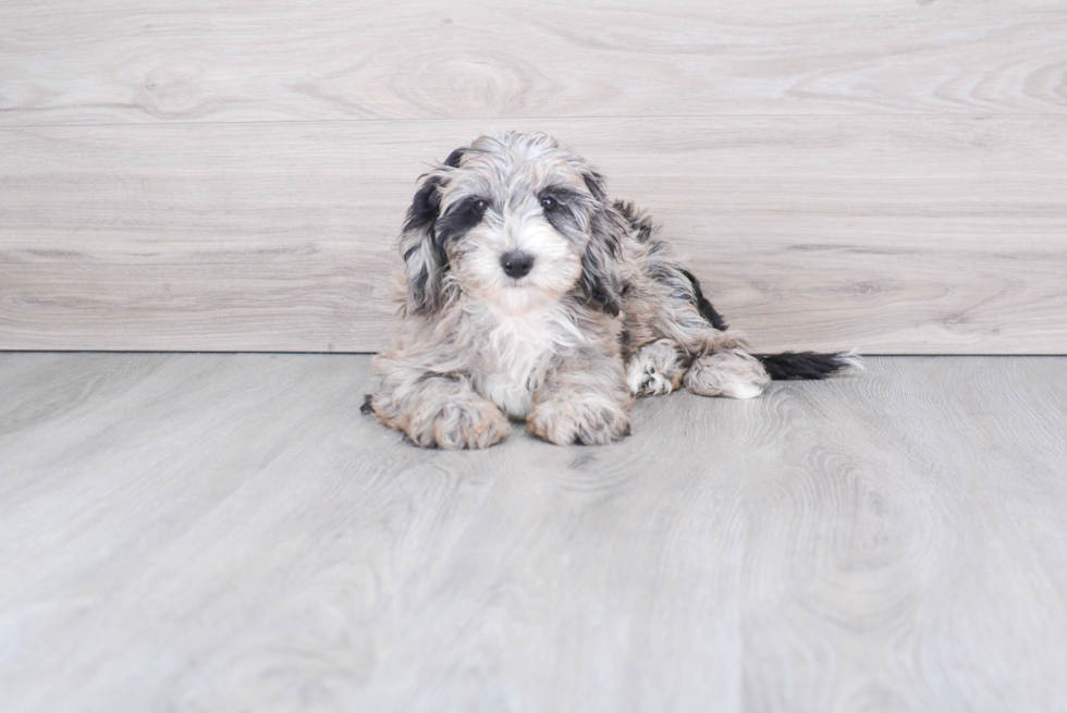 Funny Mini Sheepadoodle Poodle Mix Pup