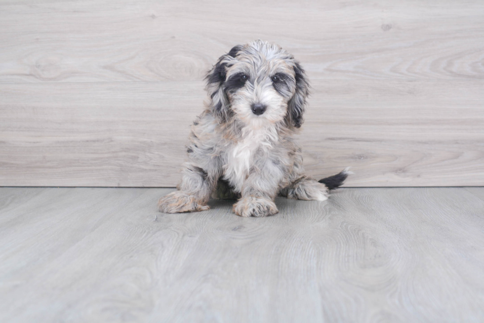 Best Mini Sheepadoodle Baby