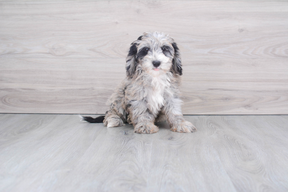 Adorable Sheep Dog Poodle Mix Puppy