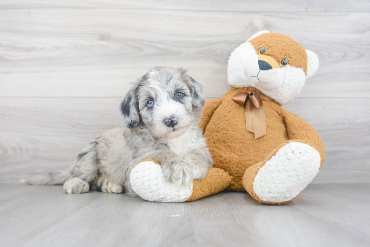 Best Mini Sheepadoodle Baby