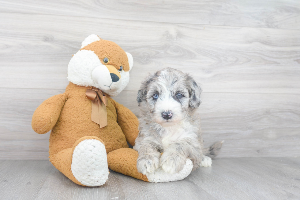 Mini Sheepadoodle Pup Being Cute