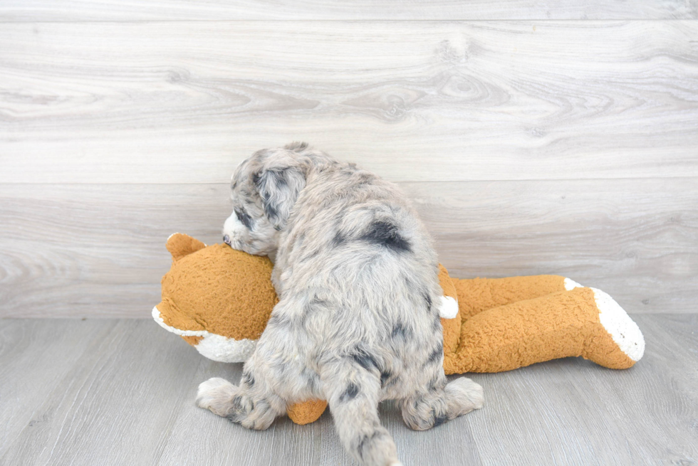 Mini Sheepadoodle Puppy for Adoption