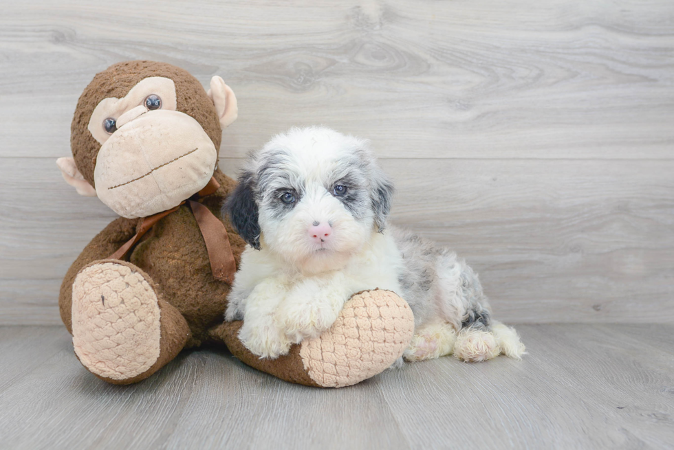 Mini Sheepadoodle Puppy for Adoption