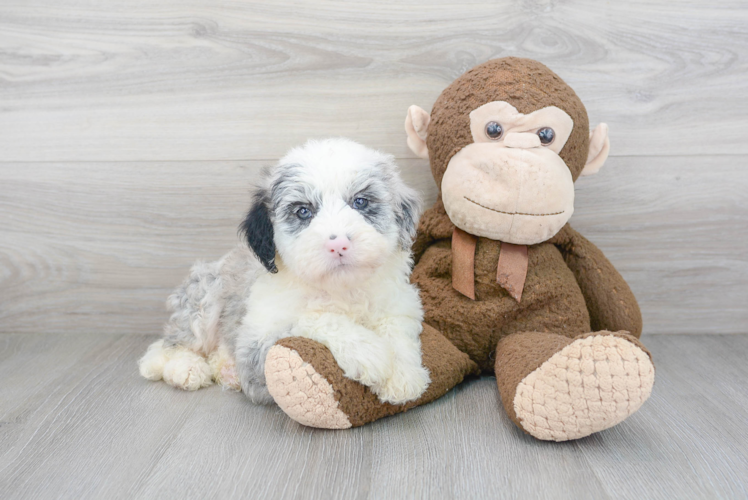 Mini Sheepadoodle Pup Being Cute