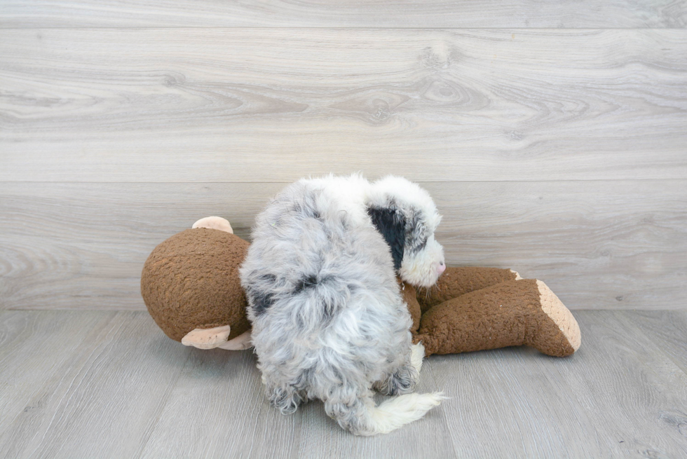 Mini Sheepadoodle Pup Being Cute