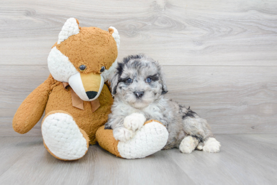 Happy Mini Sheepadoodle Baby