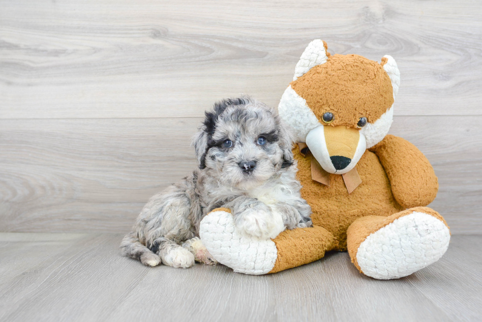 Mini Sheepadoodle Puppy for Adoption