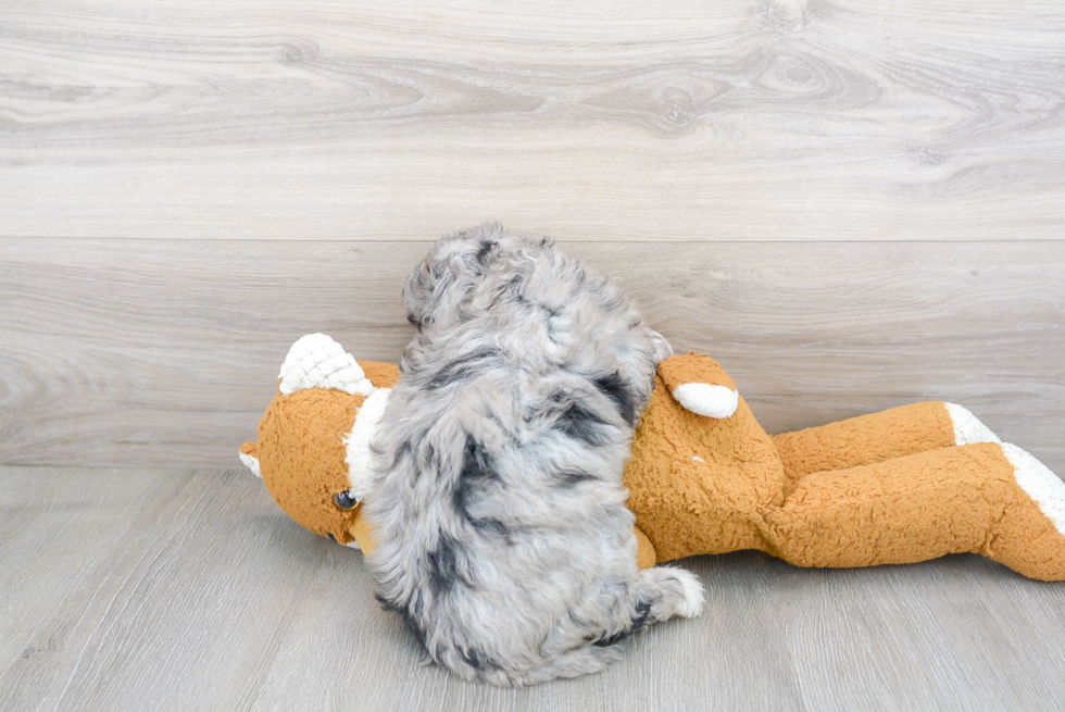 Friendly Mini Sheepadoodle Baby