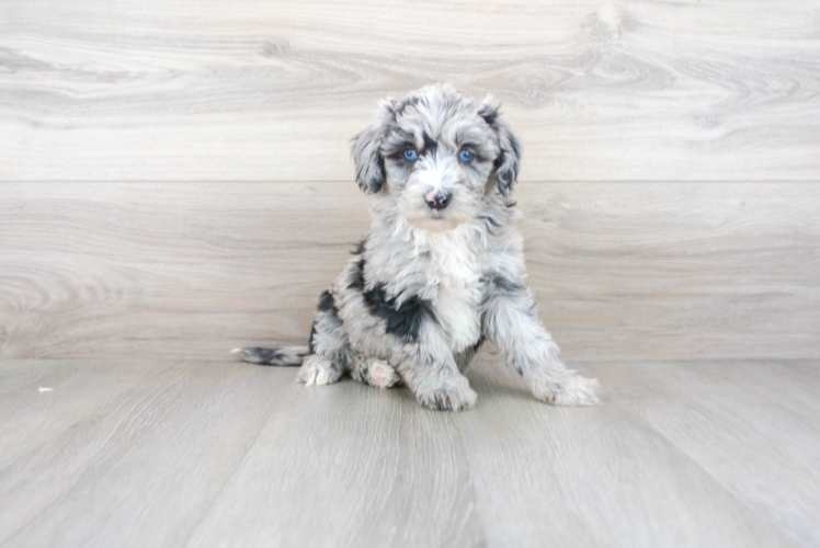 Mini Sheepadoodle Pup Being Cute