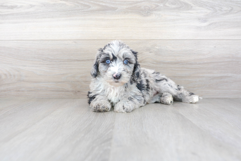 Mini Sheepadoodle Pup Being Cute