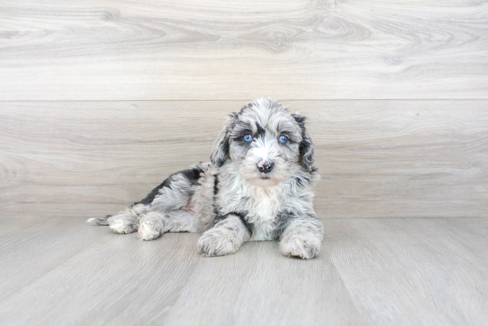 Mini Sheepadoodle Puppy for Adoption