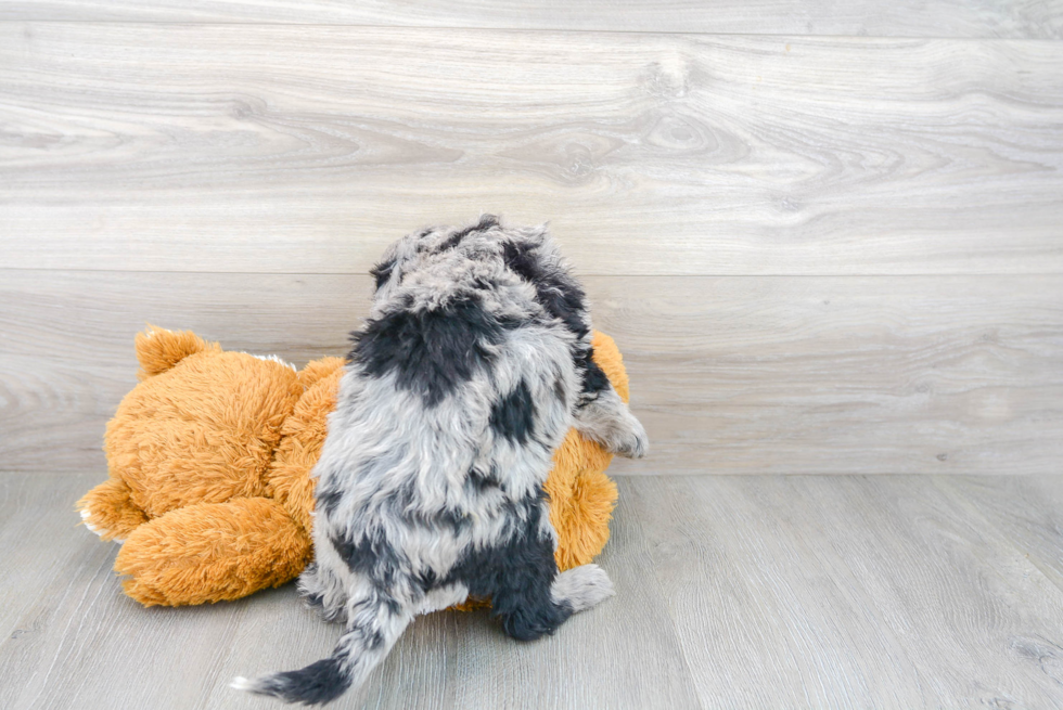 Playful Sheep Dog Poodle Mix Puppy