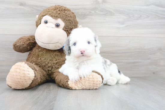 Mini Sheepadoodle Puppy for Adoption