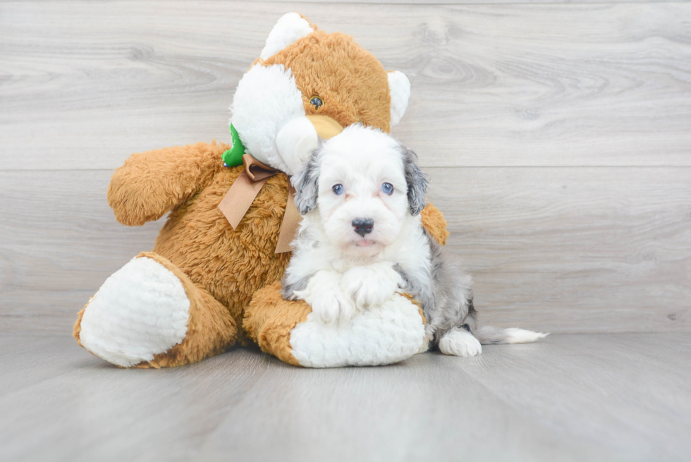 Friendly Mini Sheepadoodle Baby