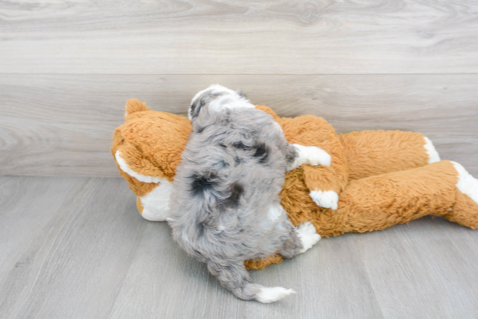 Adorable Sheep Dog Poodle Mix Puppy