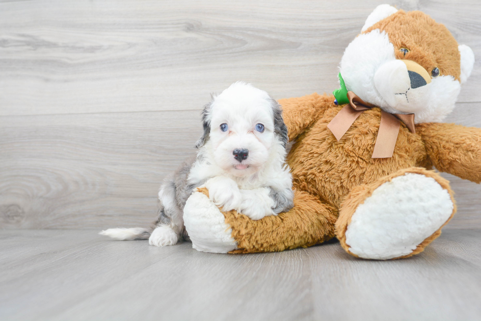 Energetic Sheep Dog Poodle Mix Puppy