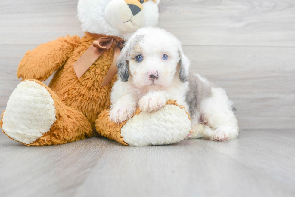 Adorable Sheep Dog Poodle Mix Puppy