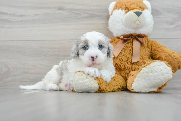 Little Sheep Dog Poodle Mix Puppy