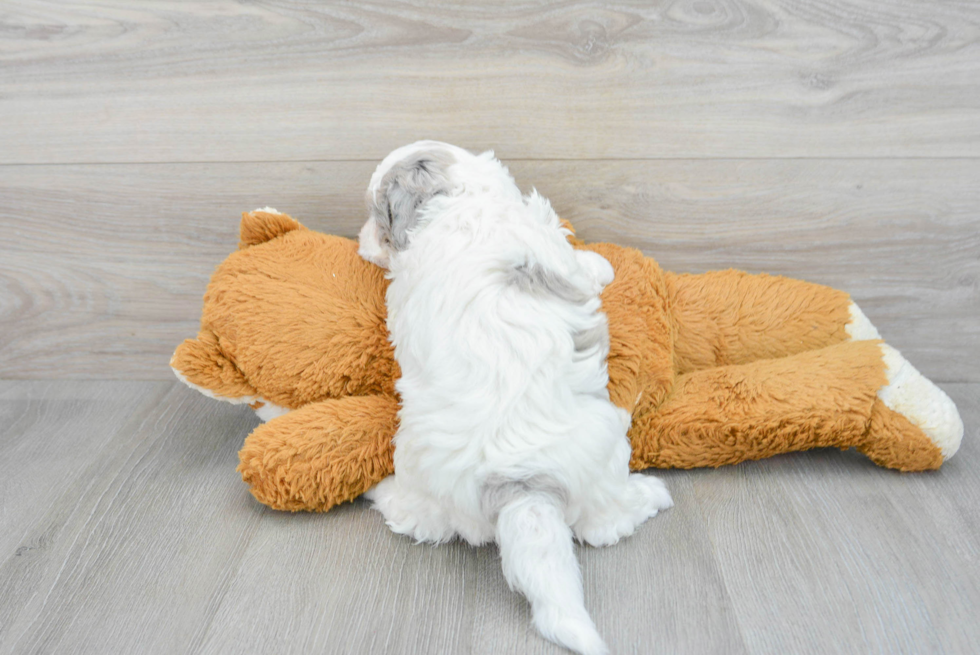Mini Sheepadoodle Pup Being Cute