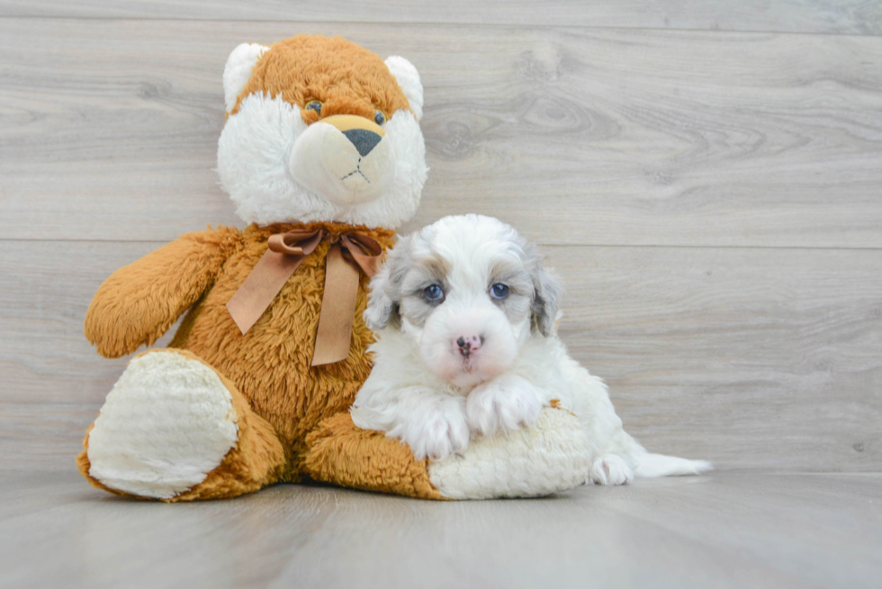 Smart Mini Sheepadoodle Poodle Mix Pup