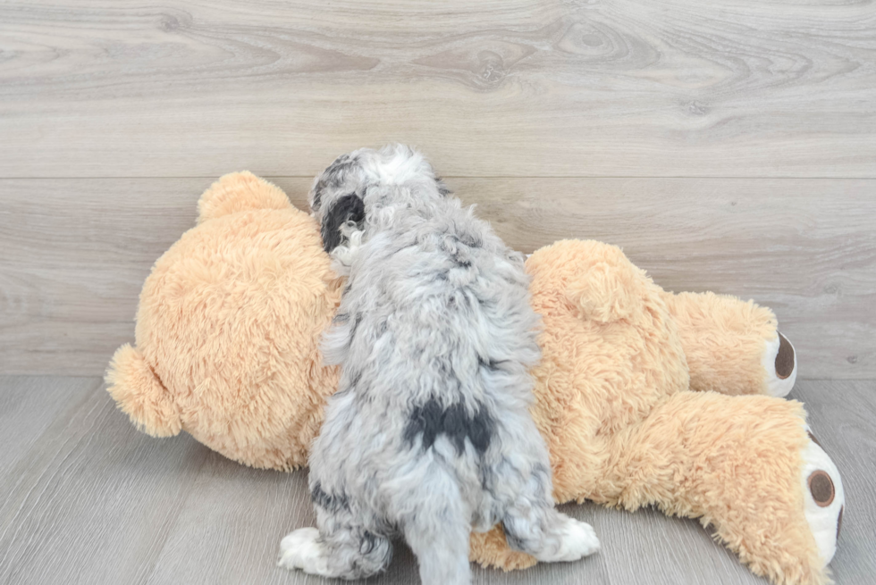 Adorable Sheep Dog Poodle Mix Puppy