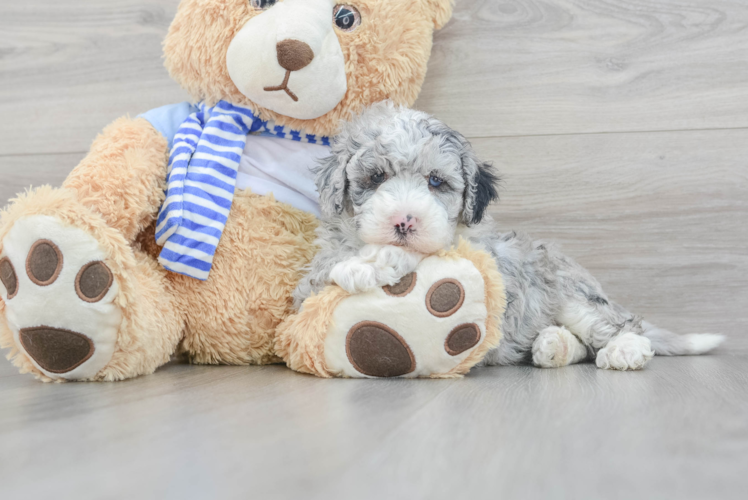 Mini Sheepadoodle Puppy for Adoption