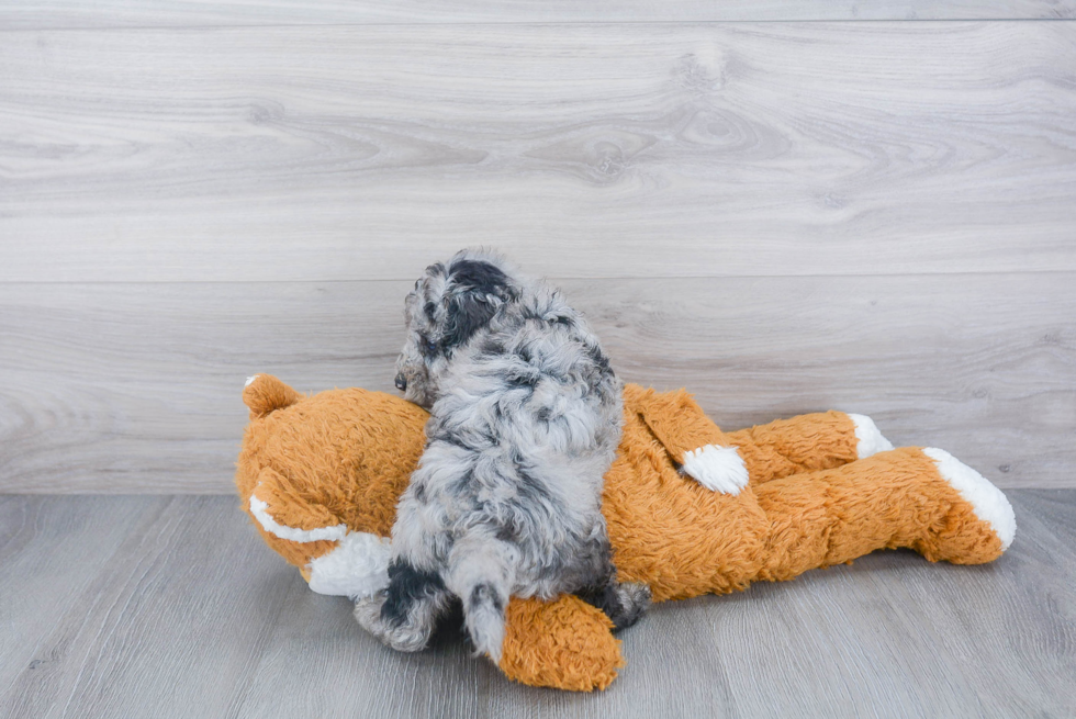 Playful Sheep Dog Poodle Mix Puppy