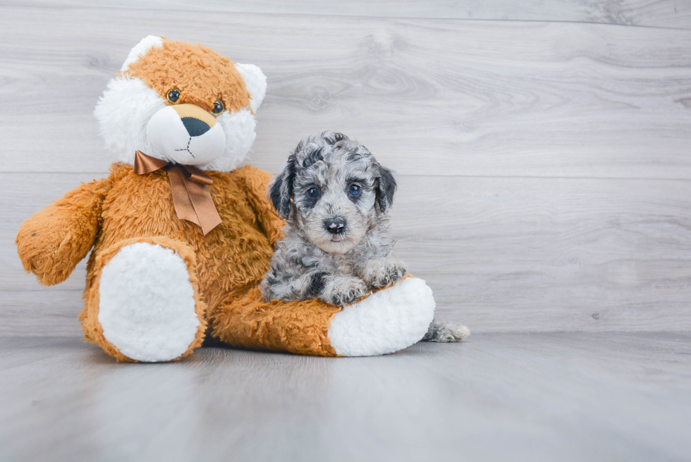 Popular Mini Sheepadoodle Poodle Mix Pup