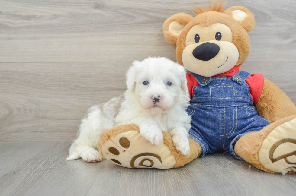 5 week old Mini Sheepadoodle Puppy For Sale - Premier Pups