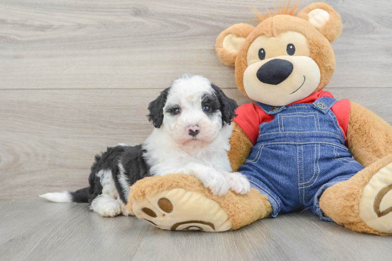 Meet Kimmy - our Mini Sheepadoodle Puppy Photo 1/3 - Premier Pups