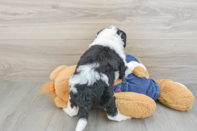 Meet Kimmy - our Mini Sheepadoodle Puppy Photo 2/3 - Premier Pups